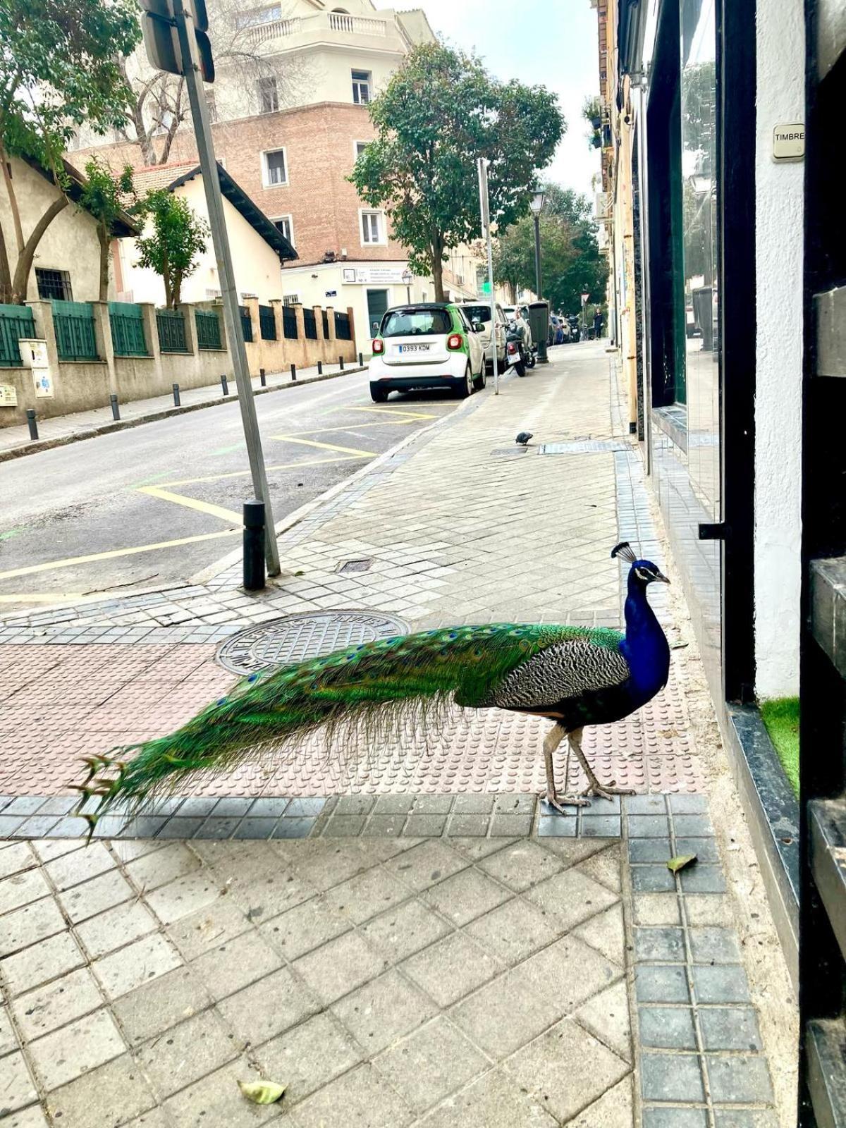 Apartamento Cerca Wizink Center Movistar Arena Y Plaza Toros Las Ventas En Barrio De Salamanca Μαδρίτη Εξωτερικό φωτογραφία